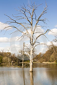 Dead tree in flood