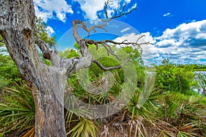 Dead tree among florida, foliage, saw palmetto