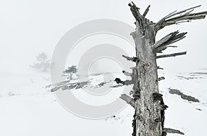 Dead tree in the fog. Snow. Winter landscape