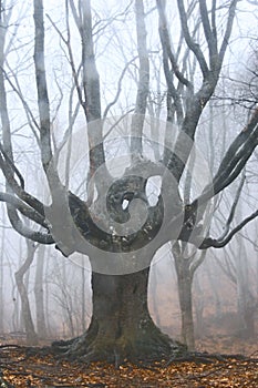 Dead tree in foggy forest