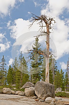 Dead tree in forest