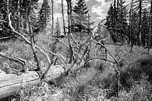 Dead tree in forest