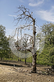 A dead tree on a forest clearing - consequences by climate change