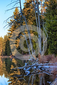 Dead tree on a lake shore