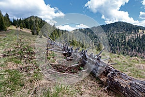 Dead tree in forest