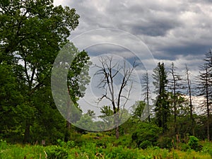 Dead Tree in a Forest with Red-Tailed Hawks Perched