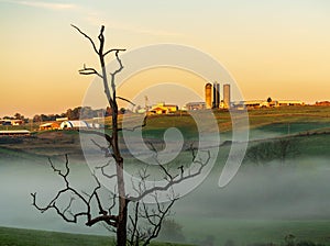 Dead tree frames WVU organic farm at Morgantown photo