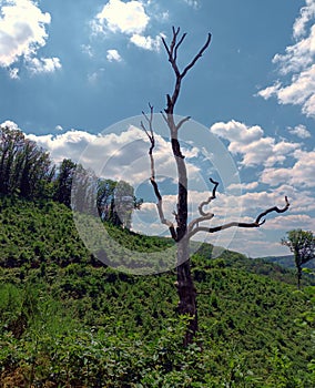 Dead tree in front of a blue sky with with clouds, symbol for pollution