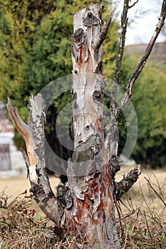 Dead tree in front of a chinar shade