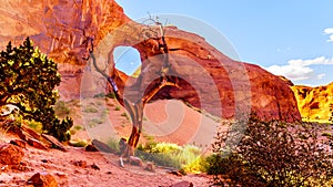 Dead Tree in front of The Ear of The Wind, a hole in a rock formation in Monument Valley