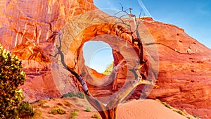 Dead Tree in front of The Ear of The Wind, a hole in a rock formation in Monument Valley