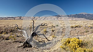 Dead tree in front of Great Sand Dunes National Park near Mosca Colorado USA