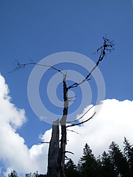 A dead tree in front of a sunny sky photo