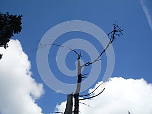 The dead tree in front of a sunny sky photo