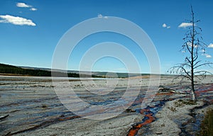 Dead tree with geyser runoff photo