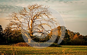 Dead Tree in Golden Hour