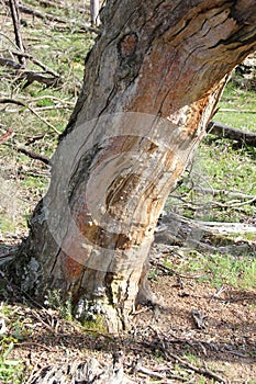 Dead tree - Grampian's district, Victoria photo