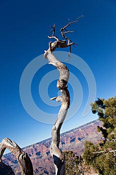Dead Tree at Grand Canyon