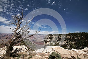 Dead tree in Grand Canyon, Arizona