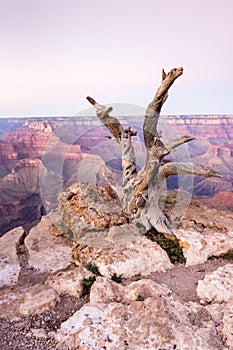 Dead tree in Grand Canyon National Park, Arizona, USA