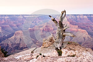 Dead tree in Grand Canyon National Park, Arizona, USA