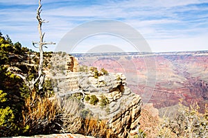 Dead tree in Grand Canyon South Rim Arizona i