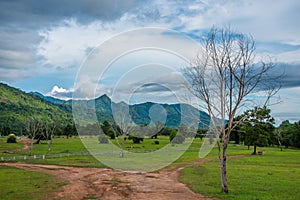 Dead tree in green field