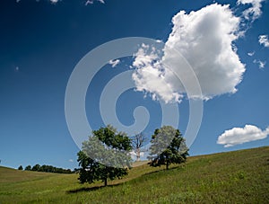 Dead tree with green trees