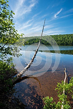 Dead tree growing over the clear waters of Lake Fanny Hooe