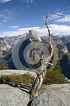 Dead tree and Half Dome in Yosemite National Park