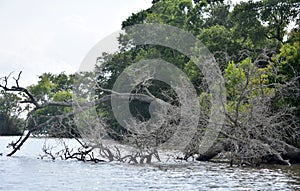 Dead Tree that Has Fallen into the Swamp