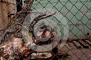 A dead tree has grown into a rusty metal mesh