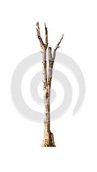 Dead tree has no leaves on a white background