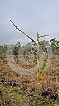 Dead tree in a heath landscape  in the flemish countryside