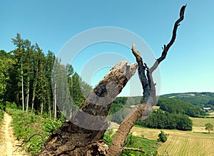 Dead tree on hiking trails Espadardenne Lee Trail