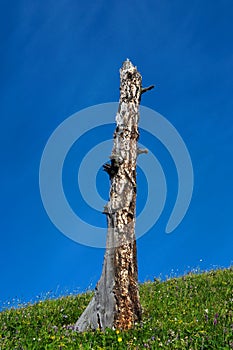 Dead tree on hill