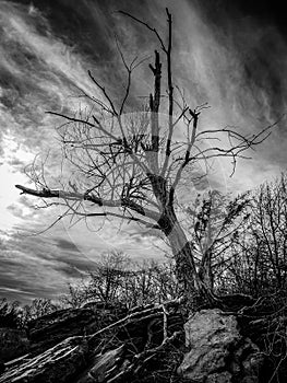 Dead Tree on Hill in Black and White