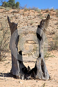 Dead tree hit by a strike in the desert