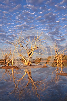A dead tree on an island in a lake with reflections and sky photo