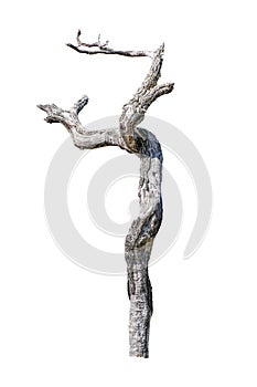 Dead Tree Isolated Photo