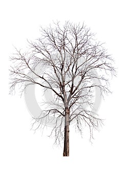 Dead tree isolated on white
