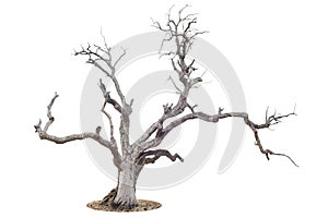 Dead tree isolated on white