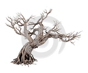 Dead tree isolated on white background