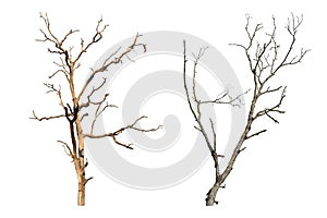 dead tree isolated on white background.