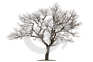 Tot ein Baum weiß 