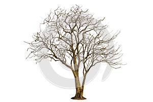 Dead tree isolated with white background