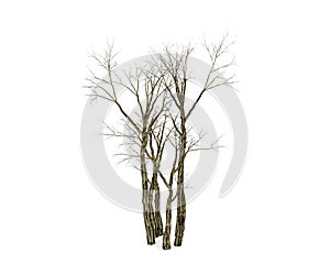 Dead tree isolated on white background, 3D rendering