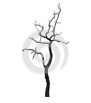 Dead Tree isolated on white background