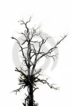 Dead tree isolated on white background