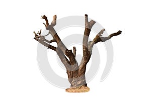 Dead tree isolated on white background. Clipping path